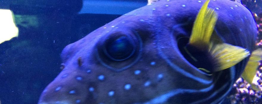 Aquarium Wasserbillig