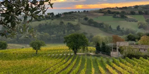 Azienda Agricola Lucarelli Roberto