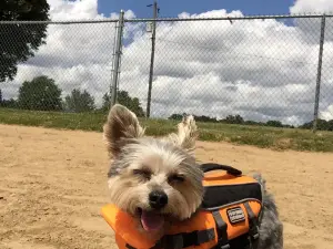 Bow Wow Beach