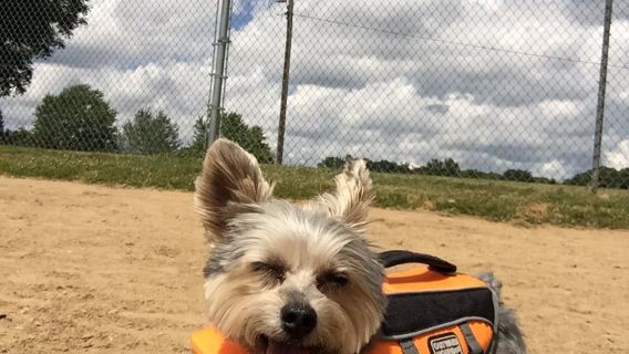 Bow Wow Beach