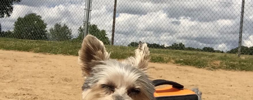 Bow Wow Beach