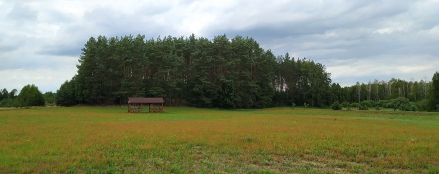 Rybno