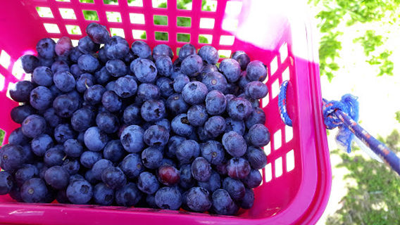 Out of the Blue Berry Farm