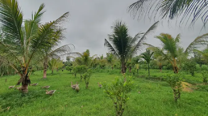 Kobad's Narikel Bagan Pashchim Ramchandropur