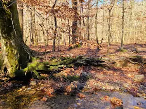 Athens-Big Fork Trail Head