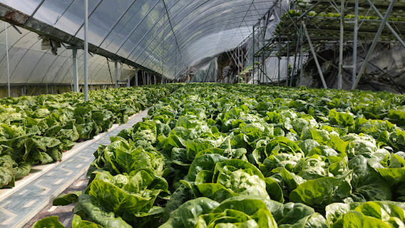 Sky Farm Bertam Valley