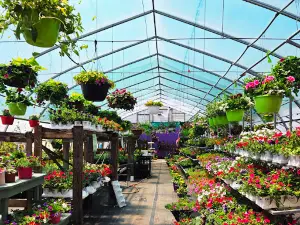 Lavender Hill Nursery