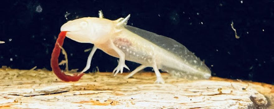 AquAnimal s.r.o.