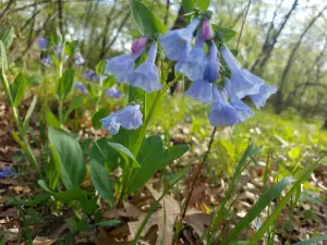 Dark Hollow Natural Area