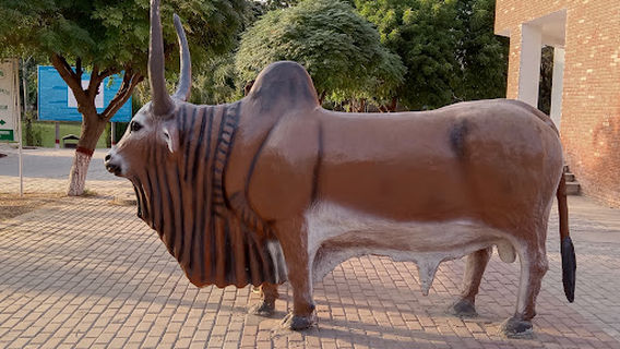 Harappa Museum Sahiwal