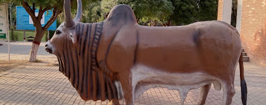 Harappa Civilization
