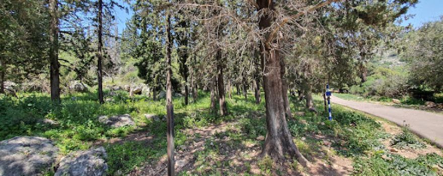 Hanita Forest