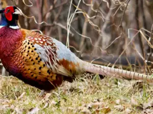 Pheasant Fest South Dakota LLC
