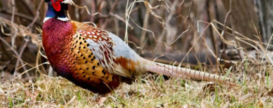 Pheasant Fest South Dakota LLC
