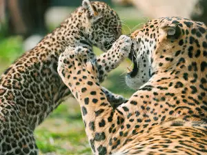 Udawalawe Safari Jeep Service