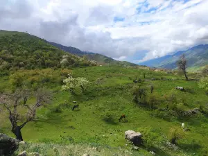 Dashtidzhum