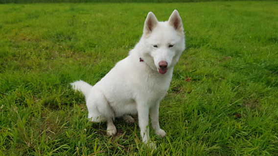 Run Free Dog Fields - Castlecary