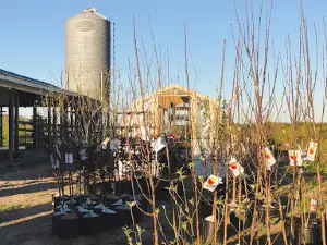 The Barn of Blooms