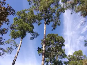 Angelina National Forest