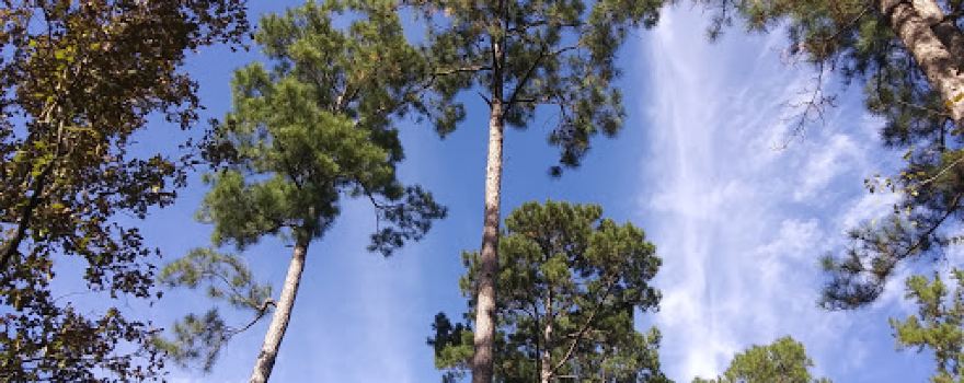 Angelina National Forest