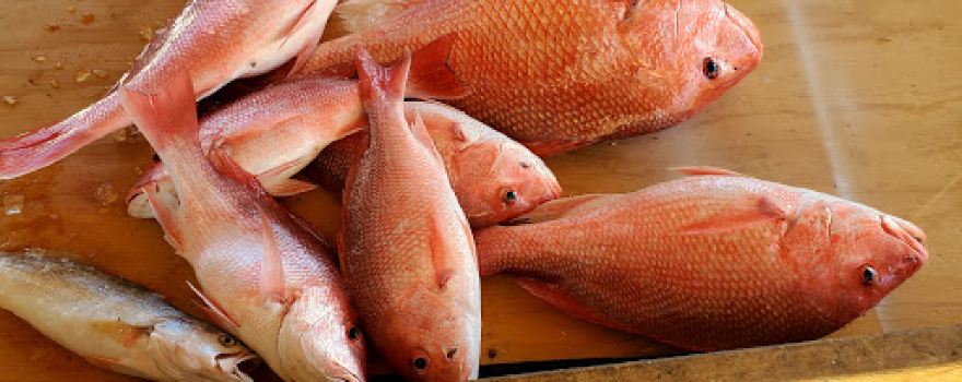 Port Mansfield Charter Fishing