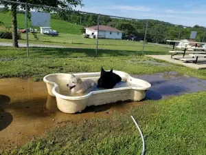 City of Morristown Dog Park