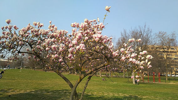 Parco delle Betulle
