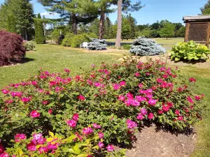 Rose Garden at Stanley Park