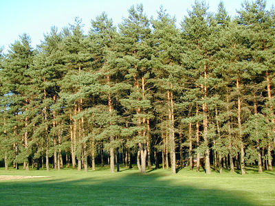Kalyumet Campground