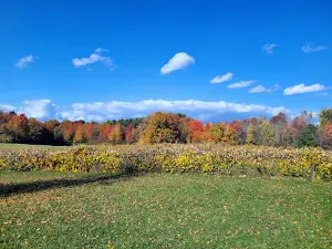 Brant's Apple Orchard