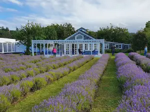 Parque Lavanda