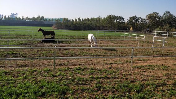 chang ge yong hui ma chang