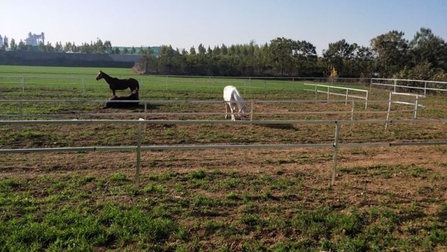 chang ge yong hui ma chang