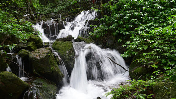 Mookambika Wildlife Sanctuary (Kodachadri)