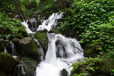 Mookambika Wildlife Sanctuary (Kodachadri)