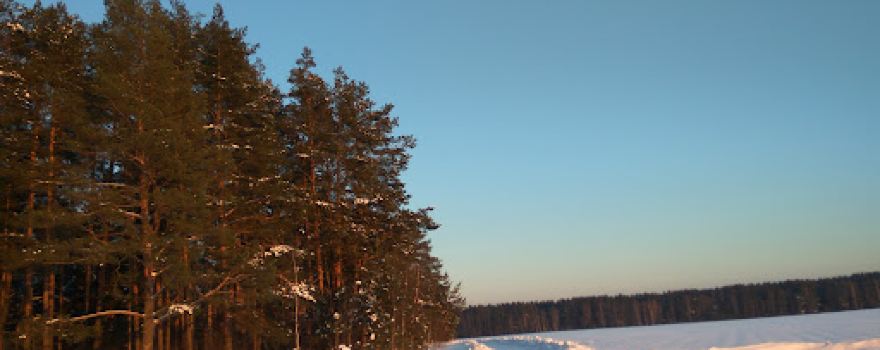 Karavaevskiy Forest