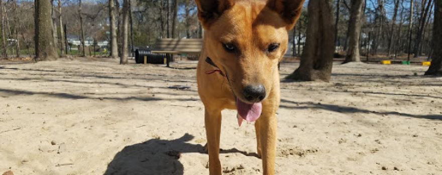 Selden Dog Park