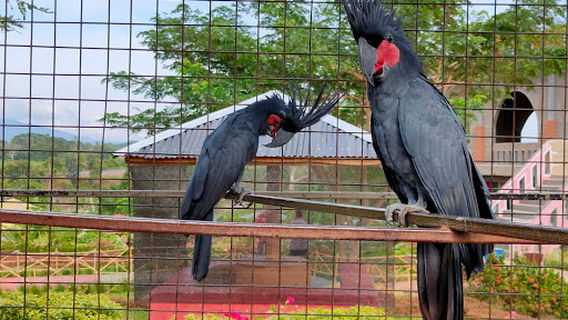 Gurun Putih Lestari Safari Park