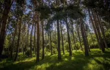 Ботанический Сад