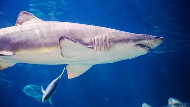 Virginia Aquarium & Marine Science Center