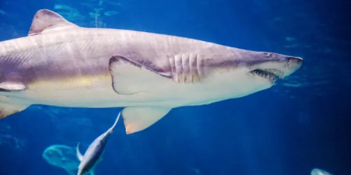 Virginia Aquarium & Marine Science Center