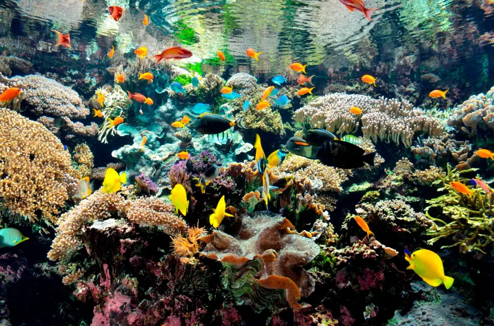 4_Oceanopolis