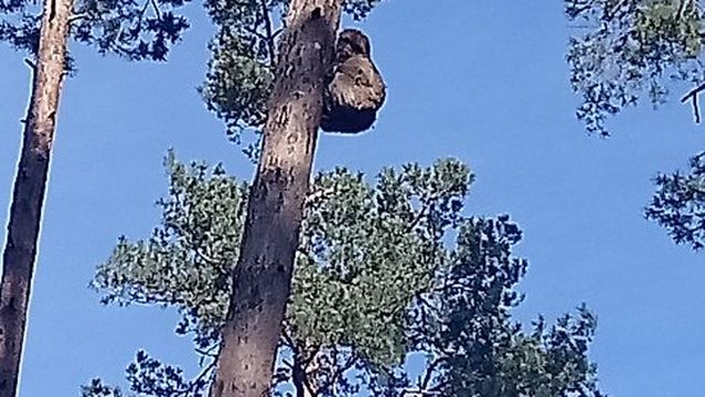 Toboggan run and monkey forest Malchow GmbH