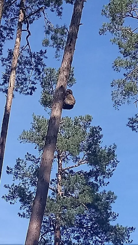 1_Toboggan run and monkey forest Malchow GmbH