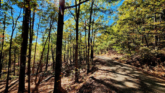 우아치타 국유림