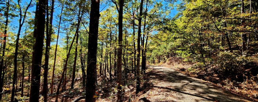 Ouachita National Forest