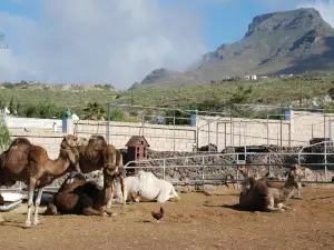 Camel Park