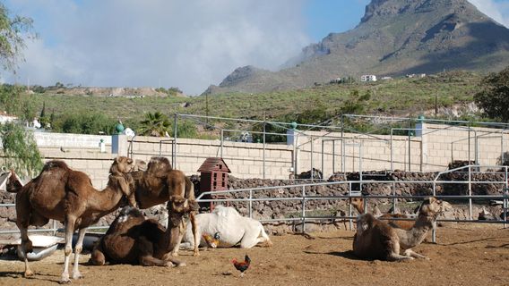 Camel Park