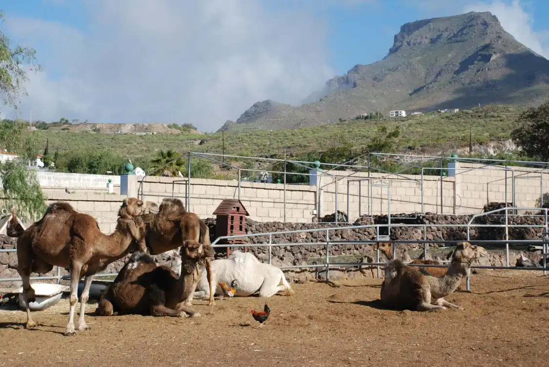 Hotels near Camel Park
