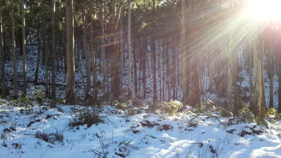 Mount Cole State Forest